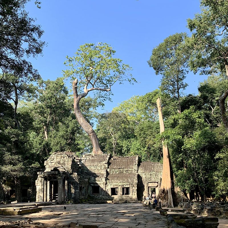 ta prohm tempel kambodscha