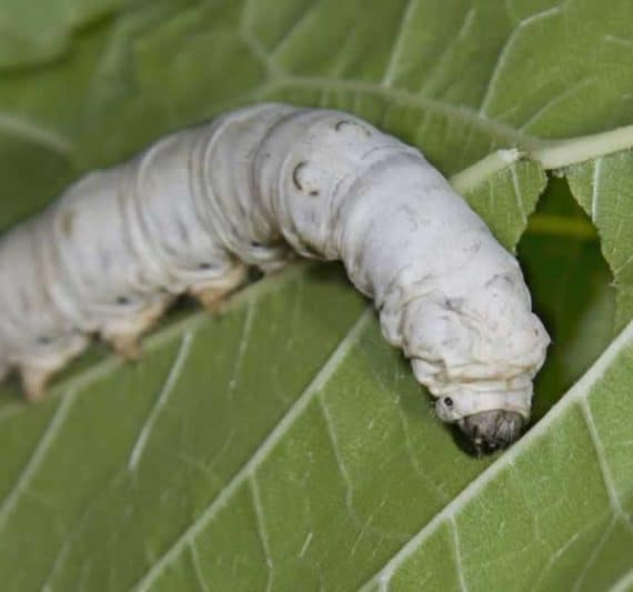 silkworm